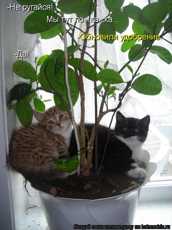 -Не ругайся! Мы тут по...ка... -Да! -Обновили удобрение. ка...... Котоматрица: -Не ругайся! Мы тут по...ка... -Да! -Обновили удобрение. ка...