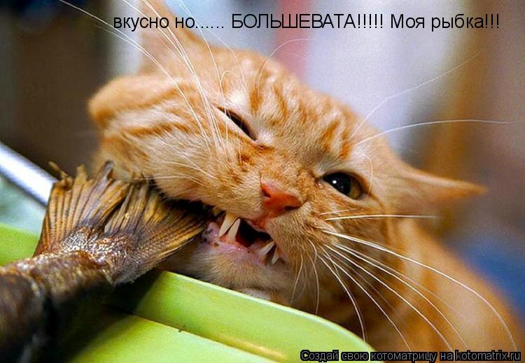 вкусно но...... БОЛЬШЕВАТА!!!!! Моя рыбка!!!... Котоматрица: вкусно но...... БОЛЬШЕВАТА!!!!! Моя рыбка!!!