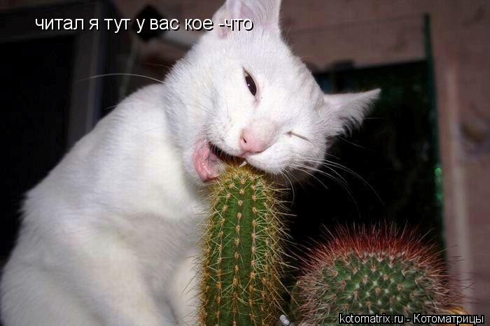 читал я тут у вас кое -что... Котоматрица: читал я тут у вас кое -что