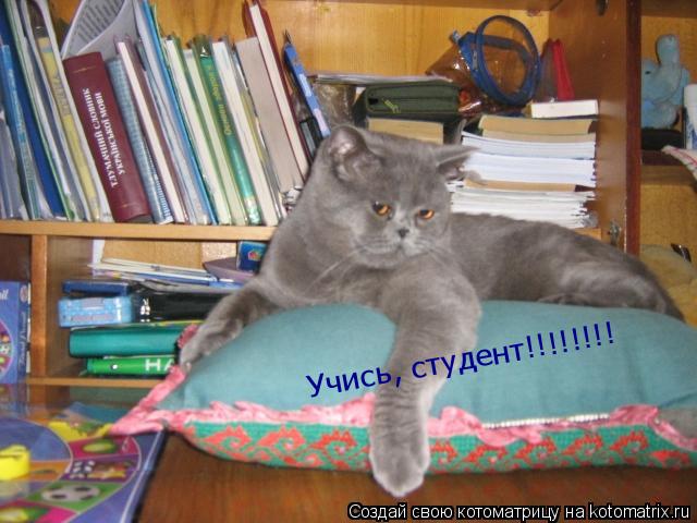 Учись, студент!!!!!!!!... Котоматрица: Учись, студент!!!!!!!!