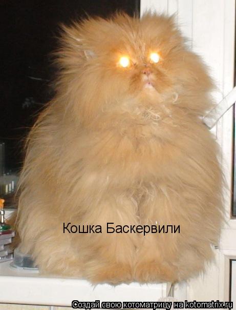 Кошка Баскервили... Котоматрица: Кошка Баскервили