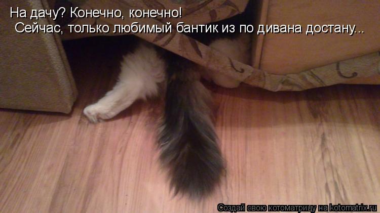 На дачу? Конечно, конечно! Сейчас, только любимый бантик из по дивана достану...... Котоматрица: На дачу? Конечно, конечно! Сейчас, только любимый бантик из по дивана достану...