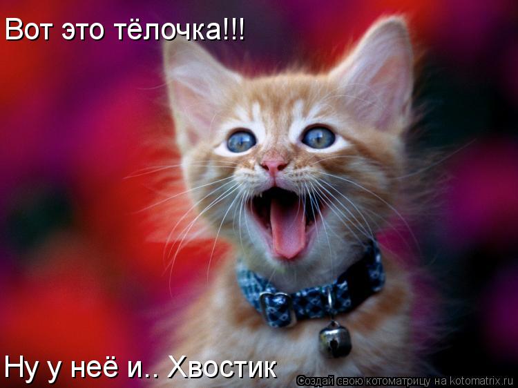 Вот это тёлочка!!! Ну у неё и.. Хвостик... Котоматрица: Вот это тёлочка!!! Ну у неё и.. Хвостик
