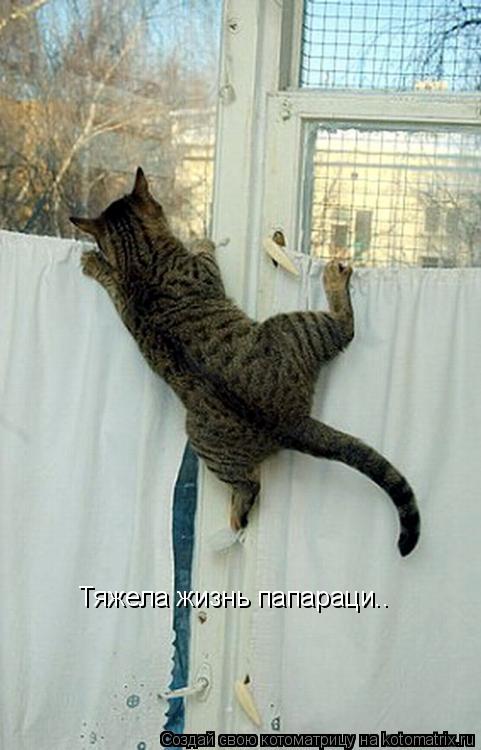 Тяжела жизнь папараци..... Котоматрица: Тяжела жизнь папараци..