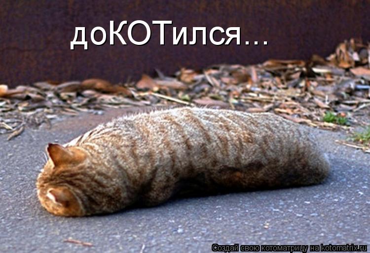 доКОТился...... Котоматрица: доКОТился...