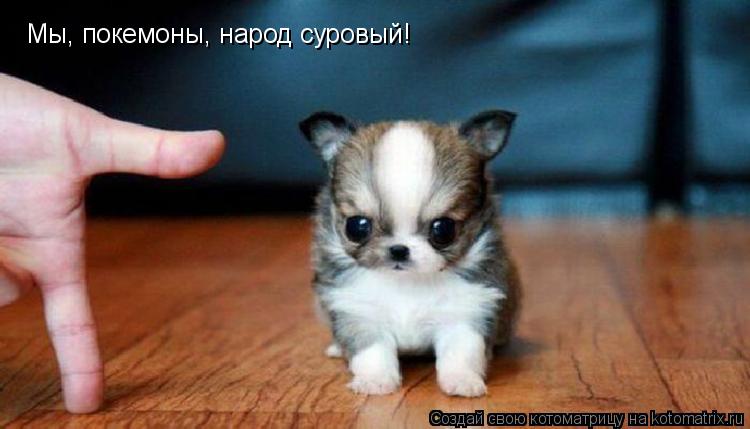 Мы, покемоны, народ суровый!... Котоматрица: Мы, покемоны, народ суровый!