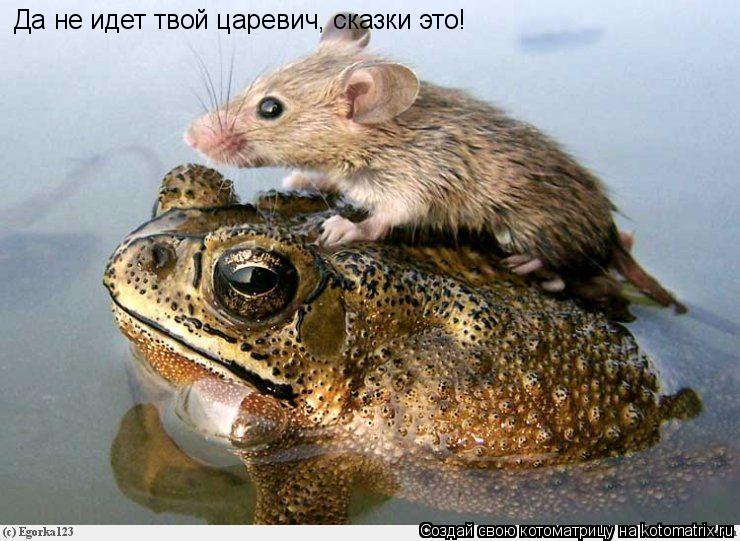 Да не идет твой царевич, сказки это!... Котоматрица: Да не идет твой царевич, сказки это!