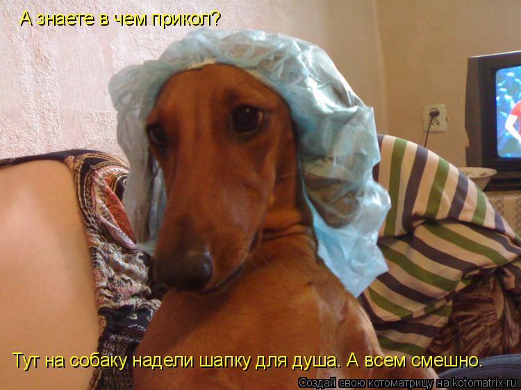 А знаете в чем прикол? Тут на собаку надели шапку для душа. А всем смешно.... Котоматрица: А знаете в чем прикол? Тут на собаку надели шапку для душа. А всем смешно.