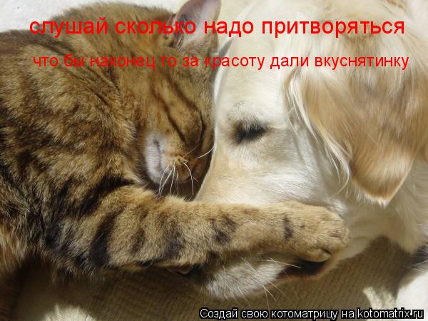 что бы наконец то за красоту дали вкуснятинку слушай сколько надо притворяться... Котоматрица: что бы наконец то за красоту дали вкуснятинку слушай сколько надо притворяться