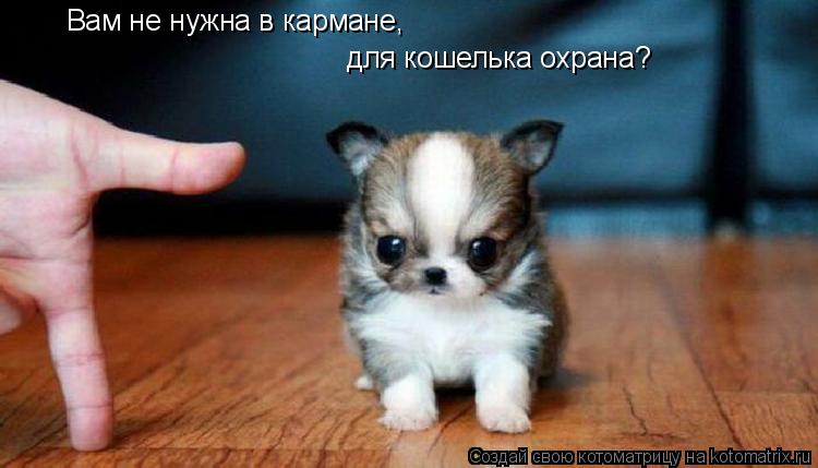 Вам не нужна в кармане, для кошелька охрана?... Котоматрица: Вам не нужна в кармане, для кошелька охрана?
