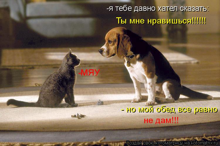 -я тебе давно хател сказать: Ты мне нравишься!!!!!! -МЯУ - но мой обед все равно не дам!!!... Котоматрица: -я тебе давно хател сказать: Ты мне нравишься!!!!!! -МЯУ - но мой обед все равно не дам!!!