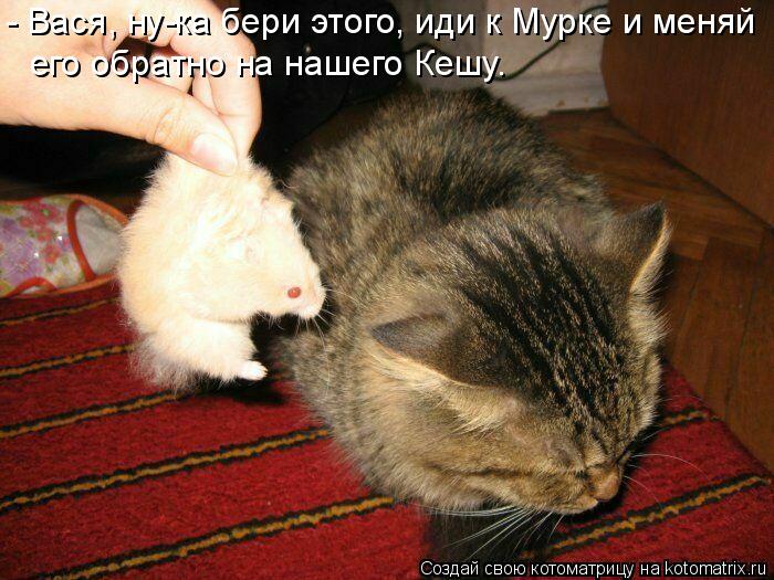 - Вася, ну-ка бери этого, иди к Мурке и меняй его обратно на нашего Кешу.... Котоматрица: - Вася, ну-ка бери этого, иди к Мурке и меняй его обратно на нашего Кешу.