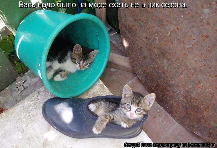 Вась,надо было на море ехать не в пик сезона..... Котоматрица: Вась,надо было на море ехать не в пик сезона..