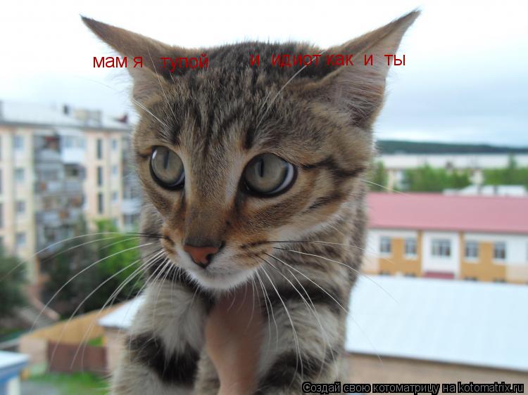 мам я тупой и идиот как и ты и идиот как и ты... Котоматрица: мам я тупой и идиот как и ты и идиот как и ты