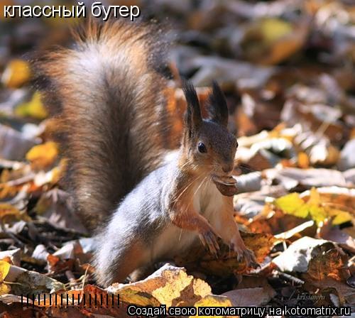 классный бутер !!!!!!!!!!!!!!!!!!... Котоматрица: классный бутер !!!!!!!!!!!!!!!!!!