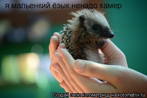 я мальенкий ёзык ненадо камер... Котоматрица: я мальенкий ёзык ненадо камер
