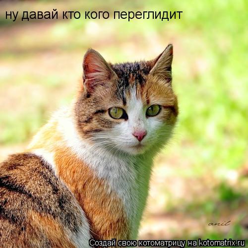 ну давай кто кого переглидит... Котоматрица: ну давай кто кого переглидит
