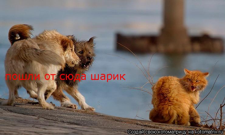 пошли от сюда шарик... Котоматрица: пошли от сюда шарик