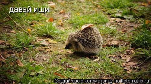 давай ищи... Котоматрица: давай ищи