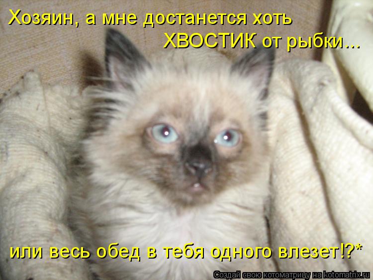 Хозяин, а мне достанется хоть ХВОСТИК от рыбки... или весь обед в тебя одного влезет!?*... Котоматрица: Хозяин, а мне достанется хоть ХВОСТИК от рыбки... или весь обед в тебя одного влезет!?*