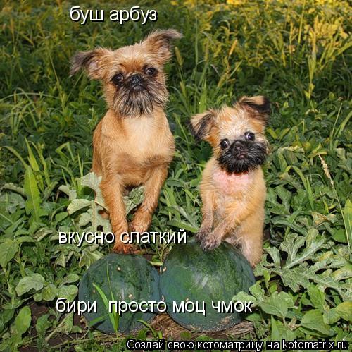 буш арбуз вкусно слаткий бири просто моц чмок... Котоматрица: буш арбуз вкусно слаткий бири просто моц чмок