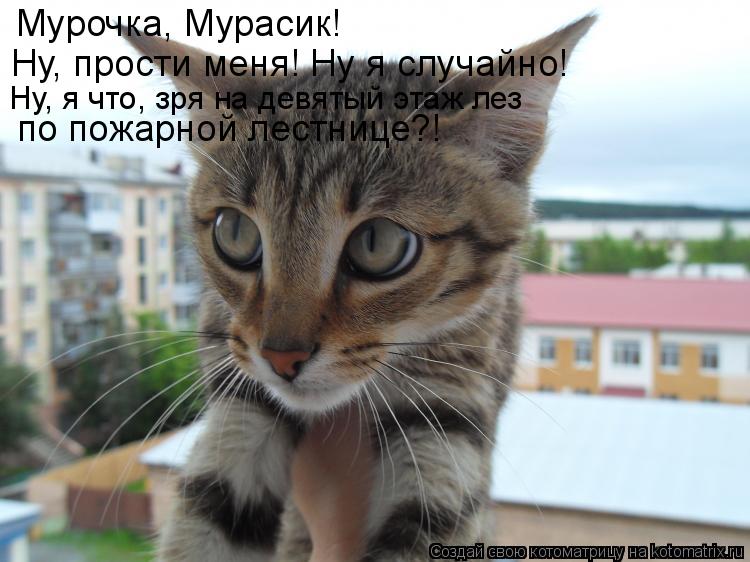 Мурочка, Мурасик! Ну, прости меня! Ну я случайно! Ну, я что, зря на девятый этаж лез по пожарной лес... Котоматрица: Мурочка, Мурасик! Ну, прости меня! Ну я случайно! Ну, я что, зря на девятый этаж лез по пожарной лестнице?!