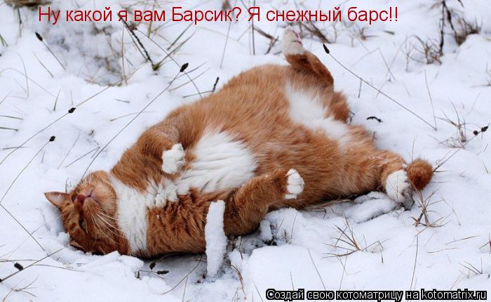 Ну какой я вам Барсик? Я снежный барс!!... Котоматрица: Ну какой я вам Барсик? Я снежный барс!!