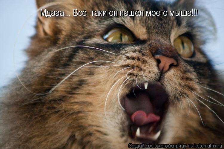 Мдааа... Всё таки он нашёл моего мыша!!!... Котоматрица: Мдааа... Всё таки он нашёл моего мыша!!!