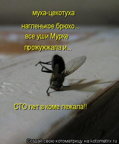 муха-цекотуха нагленькое брюхо... все уши Мурке прожужжала и... СТО лет в коме лежала!!... Котоматрица: муха-цекотуха нагленькое брюхо... все уши Мурке прожужжала и... СТО лет в коме лежала!!