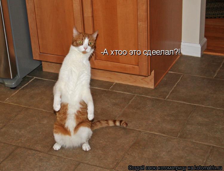 -А хтоо это сдеелал?!... Котоматрица: -А хтоо это сдеелал?!