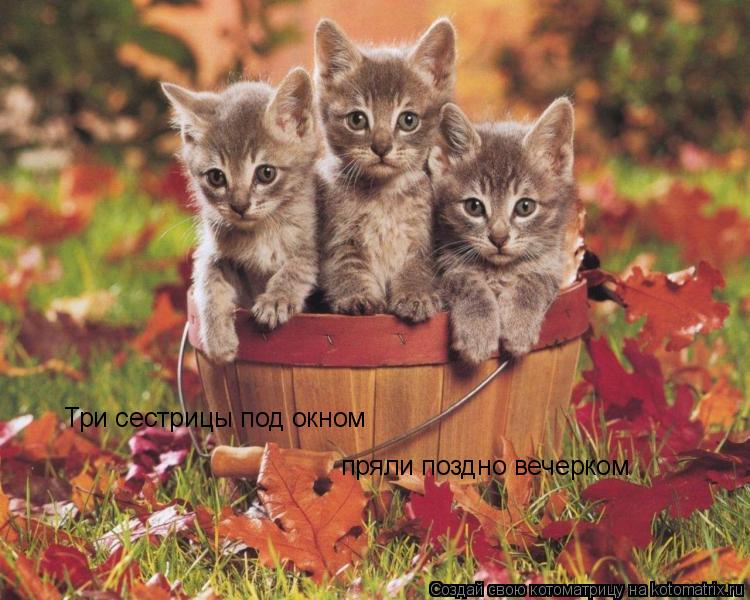 Три сестрицы под окном пряли поздно вечерком... Котоматрица: Три сестрицы под окном пряли поздно вечерком