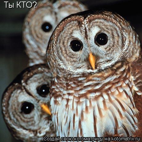 Ты КТО?... Котоматрица: Ты КТО?