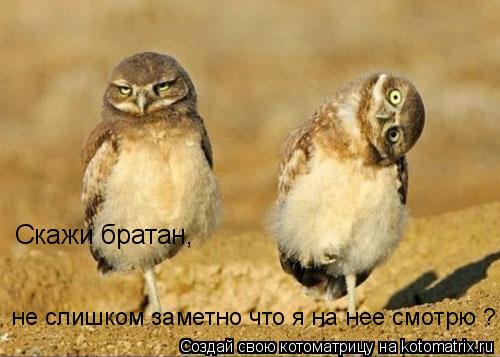 с Скажи братан, не слишком заметно что я на нее смотрю ?... Котоматрица: с Скажи братан, не слишком заметно что я на нее смотрю ?