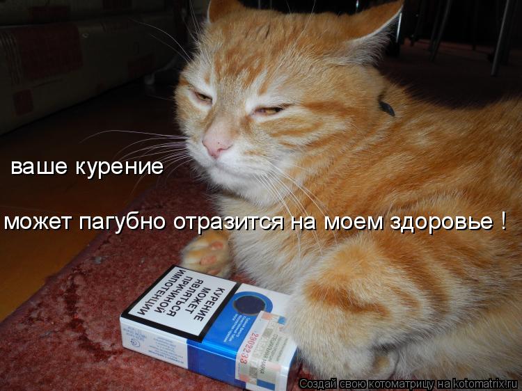 ваше курение может пагубно отразится на моем здоровье !... Котоматрица: ваше курение может пагубно отразится на моем здоровье !