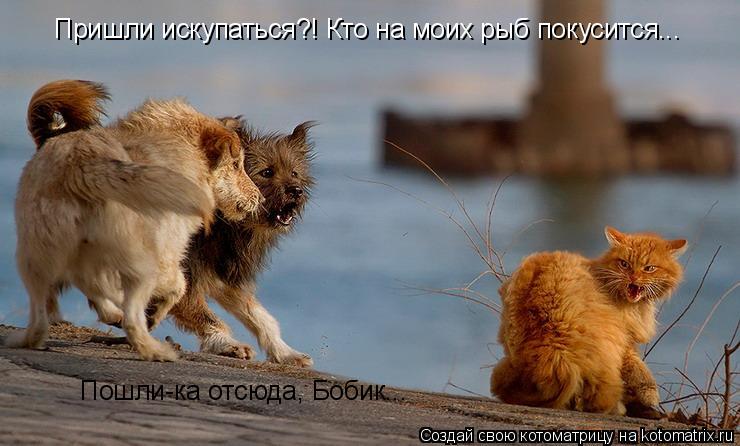 Пришли искупаться?! Кто на моих рыб покусится... Пошли-ка отсюда, Бобик...... Котоматрица: Пришли искупаться?! Кто на моих рыб покусится... Пошли-ка отсюда, Бобик...