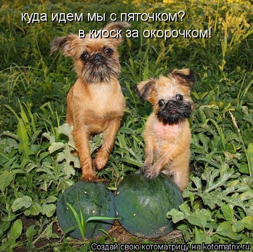 куда идем мы с пяточком? в киоск за окорочком!... Котоматрица: куда идем мы с пяточком? в киоск за окорочком!