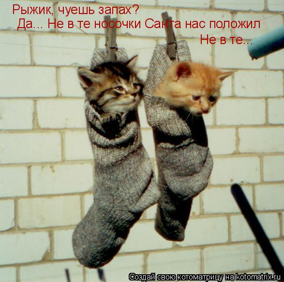 Рыжик, чуешь запах? Да... Не в те носочки Санта нас положил Не в те...... Котоматрица: Рыжик, чуешь запах? Да... Не в те носочки Санта нас положил Не в те...