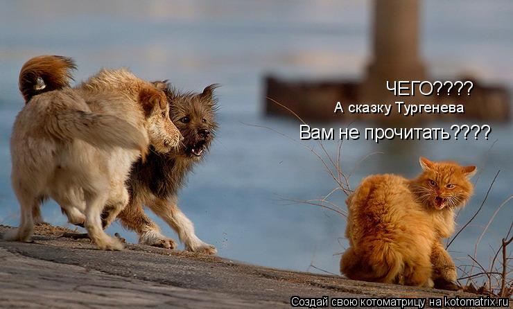 ЧЕГО???? А сказку Тургенева Вам не прочитать????... Котоматрица: ЧЕГО???? А сказку Тургенева Вам не прочитать????