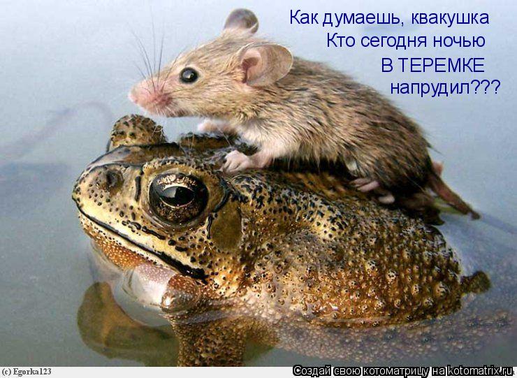 Как думаешь, квакушка Кто сегодня ночью В ТЕРЕМКЕ напрудил???... Котоматрица: Как думаешь, квакушка Кто сегодня ночью В ТЕРЕМКЕ напрудил???