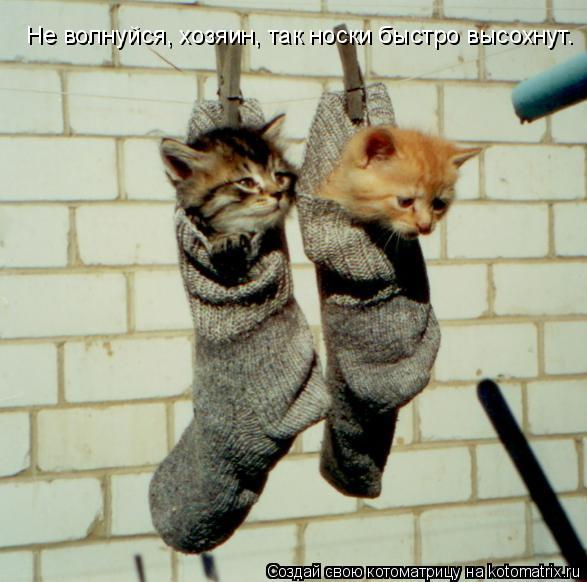 Не волнуйся, хозяин, так носки быстро высохнут.... Котоматрица: Не волнуйся, хозяин, так носки быстро высохнут.