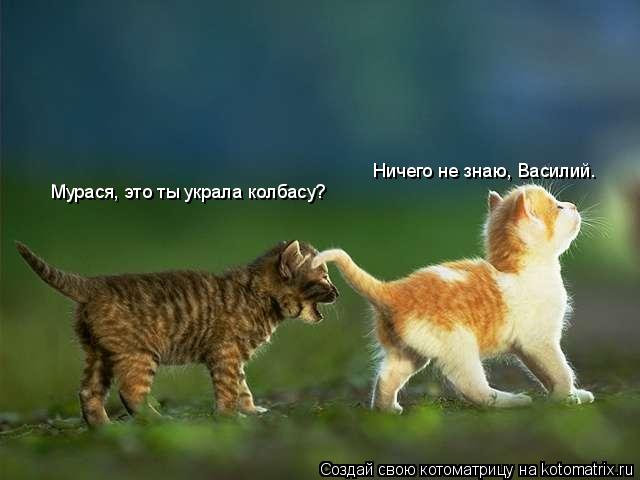 Мурася, это ты украла колбасу? Ничего не знаю, Василий.... Котоматрица: Мурася, это ты украла колбасу? Ничего не знаю, Василий.