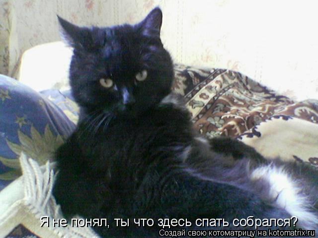 Я не понял, ты что здесь спать собрался?... Котоматрица: Я не понял, ты что здесь спать собрался?