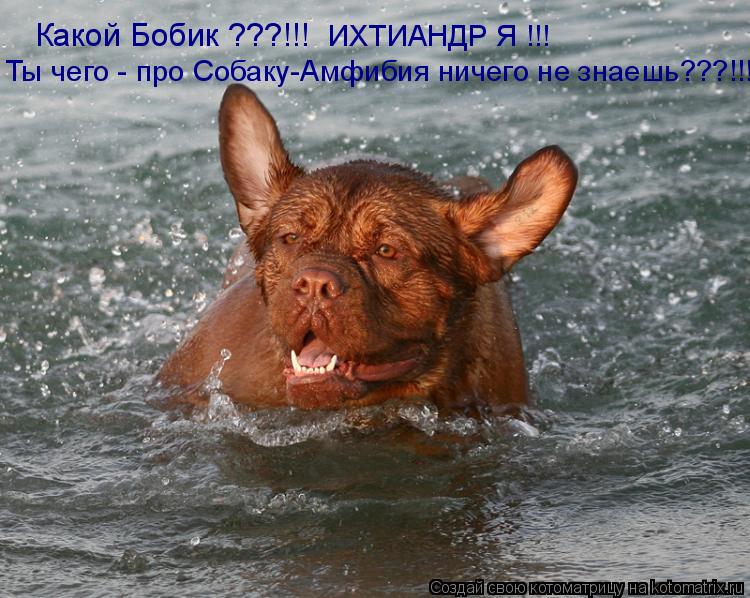 Какой Бобик ???!!! Ты чего - про Собаку-Амфибия ничего не знаешь???!!! ИХТИАНДР Я !!!... Котоматрица: Какой Бобик ???!!! Ты чего - про Собаку-Амфибия ничего не знаешь???!!! ИХТИАНДР Я !!!