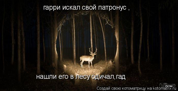 гарри искал свой патронус , нашли его в лесу одичал,гад... Котоматрица: гарри искал свой патронус , нашли его в лесу одичал,гад