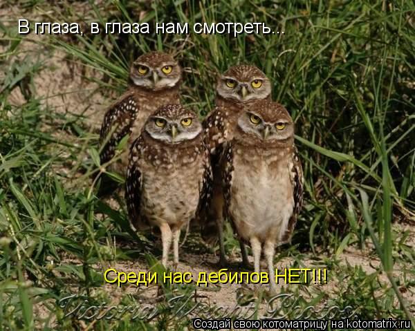 В глаза, в глаза нам смотреть... Среди нас дебилов НЕТ!!!... Котоматрица: В глаза, в глаза нам смотреть... Среди нас дебилов НЕТ!!!