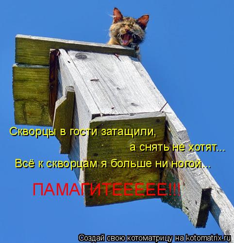 Скворцы в гости затащили, а снять не хотят... Всё к скворцам я больше ни ногой... ПАМАГИТЕЕЕЕЕ!!!... Котоматрица: Скворцы в гости затащили, а снять не хотят... Всё к скворцам я больше ни ногой... ПАМАГИТЕЕЕЕЕ!!!