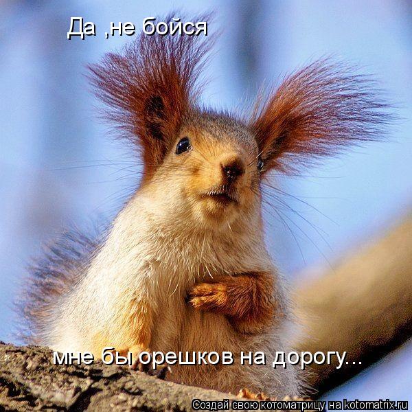 Да ,не бойся мне бы орешков на дорогу...... Котоматрица: Да ,не бойся мне бы орешков на дорогу...