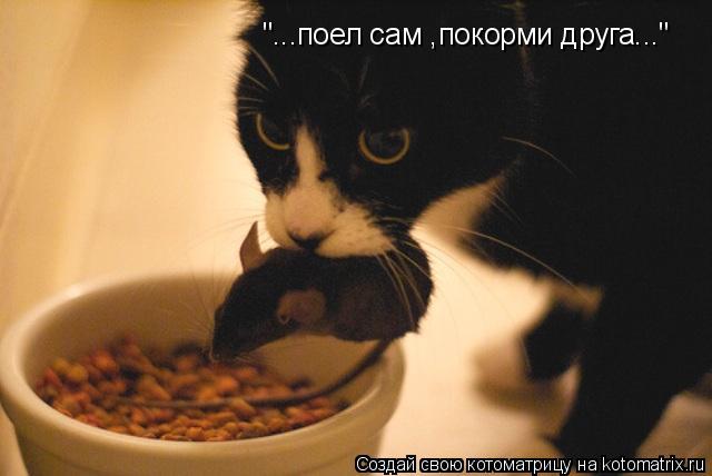 "...поел сам ,покорми друга..."... Котоматрица: "...поел сам ,покорми друга..."