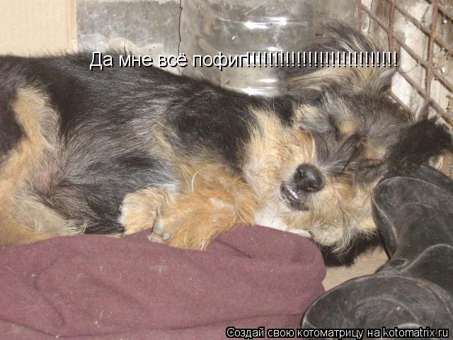 Котоматрица: Да мне всё пофиг!!!!!!!!!!!!!!!!!!!!!!!!!!!