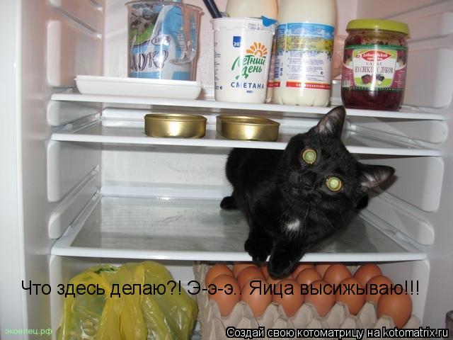 Что здесь делаю?! Э-э-э.. Яица высижываю!!!... Котоматрица: Что здесь делаю?! Э-э-э.. Яица высижываю!!!